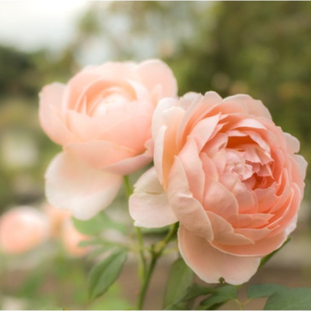 Ambridge Rose “Auswonder” English Rose Ownroot Plant, 1 Gallon (1.5-2 years old)